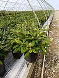 Green Promise Farms Rhododendron Yak. `Prince` Evergreen, 3-Size Container, Pink Flowers with Dark Pink Edge by GreenPromiseFarms
