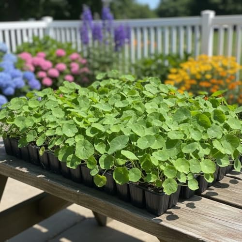 2 Nasturtium Plants Live, Hardy Nasturtium Vine, 4 Inch Pot - Image 4