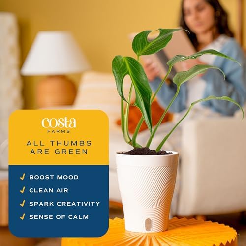 Costa Farms Burle Marx Flame Monstera, Live Indoor Plant, Tropical Plant - Image 5