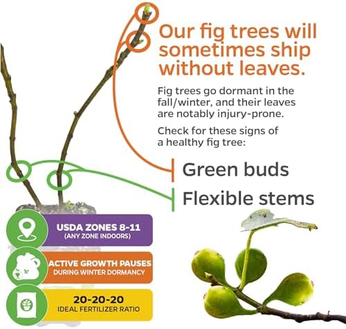 Fignomenal Dwarf Fig Live Plant - Ficus carica - Wellspring Gardens Starter Potted Plant for Indoor and Outdoor Home Decor, Gift Essential for House (2-Pack) - Image 5