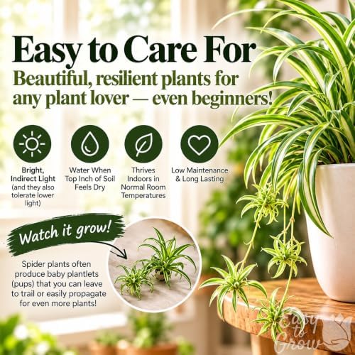 Easy to Grow Spider Plant Variegated 1 Full Size Potted Plant - Large Established Houseplant in 4" Quart Pot - Indoor Outdoor, Low Maintenance, Air-Purifying (Not Starter Plug) - Image 5