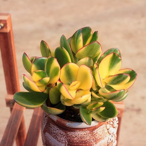 Sprout N Green Live Succulent Golden Jade with White Stripe Pot - Image 4
