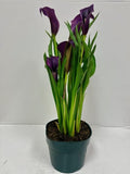 Live 6" Purple Calla Lily by Unknown