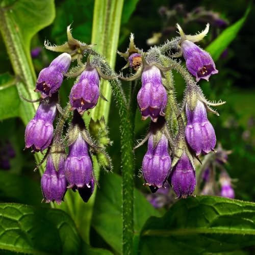 Bocking 14 Comfrey Live Roots, Set of 5 Perennial Garden Cuttings - Image 6
