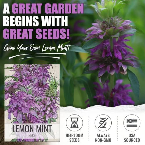Seed Needs Lemon Mint Seeds to Plant an Herb Garden - 10 Packs - Image 2