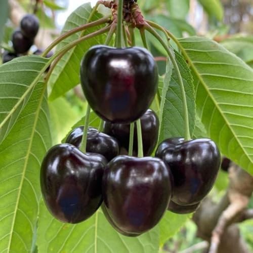 Black Cherry Tree in Quart Pot, Cherries Fruit Plant for Outdoor Garden by Unknown