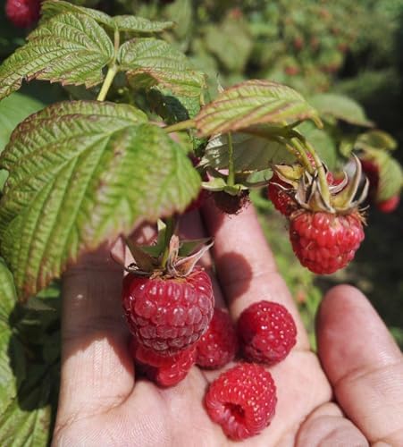 200 pcs Red Raspberry Seeds Red Raspberry Sweet Fruit Vigorous Cold-Hardy - Image 7