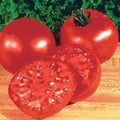 100 Big Boy Tomato Seeds by SVI