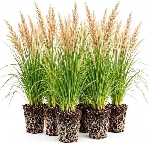 Karl Foerster Feather Reed Grass Calamagrostis Live Starter Plugs, 5 Pack by CZGrain