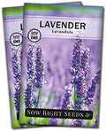 Sow Right Seeds - English Lavender Seed for Planting Perennial Herbs 2pk by SowRightSeeds