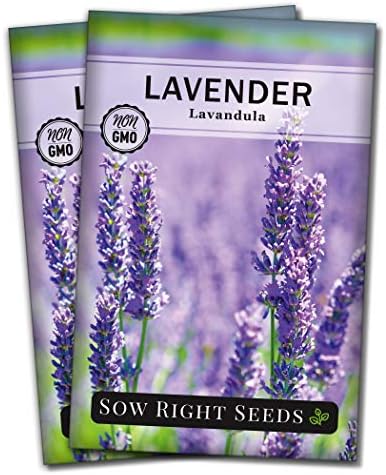 Sow Right Seeds - English Lavender Seed for Planting Perennial Herbs 2pk by SowRightSeeds