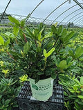 American Beauties Native Plants Maximum 'Independence' (Rhododendron) Evergreen, 3-Size Container, Clear Pink Flowers by GreenPromiseFarms