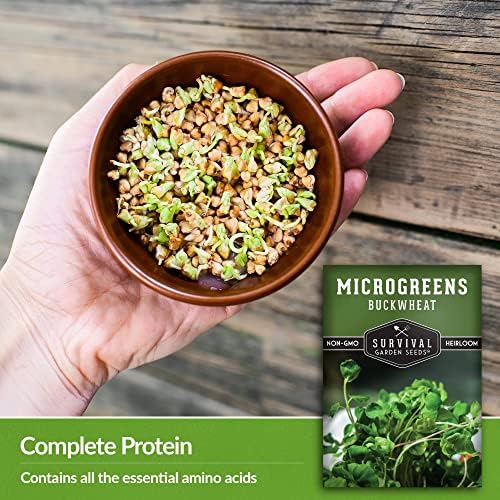 Buckwheat Sprouting Seeds - Survival Garden Seeds (5 Pack) - Image 4
