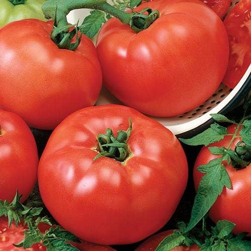 Park Seed Variety of Tomato Seeds, Planting Vegetables, Easy to Grow, Non-GMO, Perfect for Harvesting, Chef's Choice Red Hybrid, Pack of 30 by ParkSeed