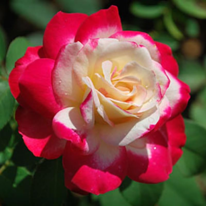 White Red Climbing Roses Live Plants, Fragrant Starter 5-9" Tall - Image 7