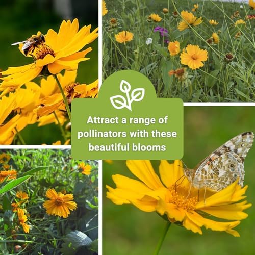 Sow Right Seeds - Dwarf Lance-Leaved Coreopsis Seed for Planting Perennial - Image 6