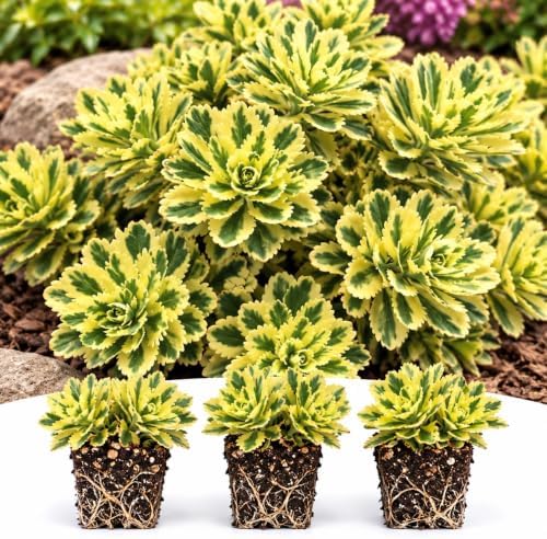 5 Atlantis Sedum Live Plant Plugs – Variegated Hardy Succulent Ground Cover by CZGrain