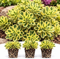 10 Atlantis Sedum Plant Plugs – Variegated Hardy Succulent Ground Cover by CZGrain