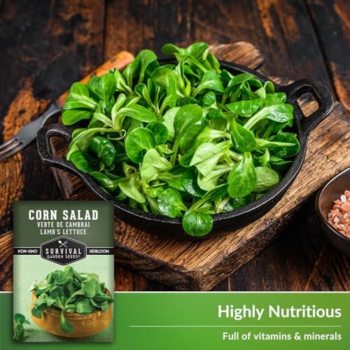 Corn Salad Seeds for Planting - Mache, Lamb's Lettuce (5 Packs) - Image 4