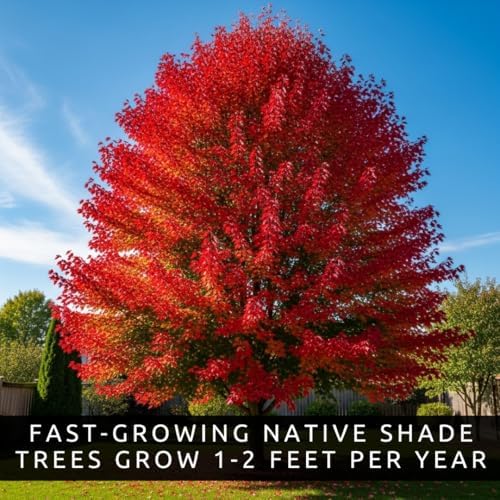 50+ Red Maple Seeds for Planting Outdoors - Heirloom Maple Tree Seeds (Acer rubrum) - Image 4