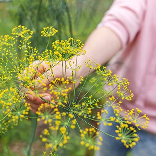 The Old Farmer's Almanac Organic Dill (Bouquet) Seeds - Approx 750 Seeds - Certified Organic, Non-GMO, Open Pollinated, Heirloom, USA Origin - Image 4