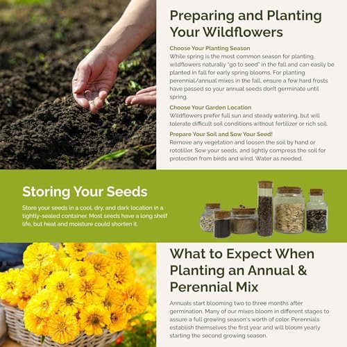 Eden Brothers Fiery Flower Mixed Seeds for Planting, 1/4 lb, 120,000+ Seeds with Zinnia Scarlet Flame, Plains Coreopsis | Attracts Pollinators, Plant in Spring or Fall, Zones 3, 4, 5, 6, 7, 8, 9, 10 - Image 5