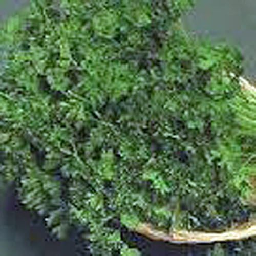 Herb Seed Garden Collection 6, Heirloom, Non GMO, Seeds, 6 Top Seeds Types, Country Creek Acres - Image 6