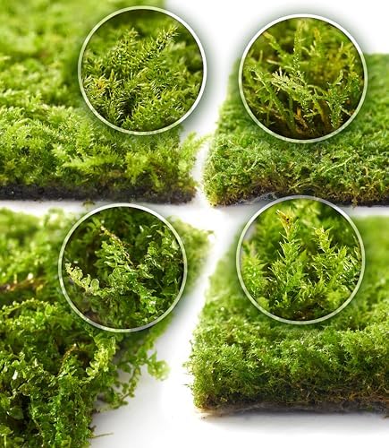 LuckyRunes Live Moss 4-Pack for Terrariums,Potted Plants & Floral Decor by LUCKYRUNES
