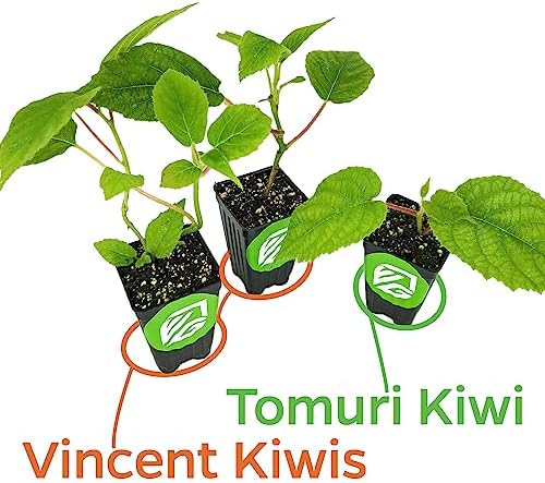 2 Vincent Female Kiwis & 1 Tomuri Male Kiwi | Bundle by Wellspring Gardens - Image 2