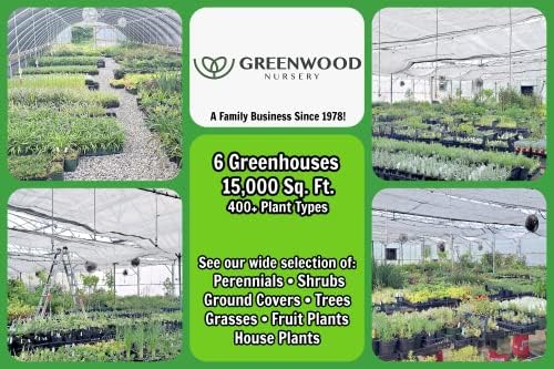 Greenwood Nursery: Live Trees - Fignomenal Dwarf Fig Tree + Ficus carica - [Qty: 2X 3.5 Pots] - (Click for Other Available Plants/Quantities) - Image 6