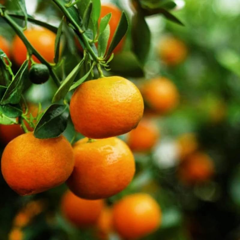 30+ Bonsai Orange Tree Seeds Dwarf Heirloom Bearing Bonsai Tree Fruit Garden - Image 3