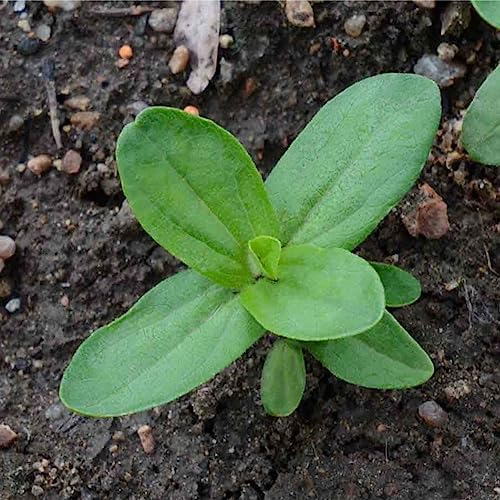 Seed Needs Violet Queen Zinnia Seeds to Plant Cut Flowers - 5 Packs - Image 5