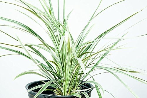 Perfect Plants Aztec Grass Liriope, 1 Gallon, Groundcover - Image 3