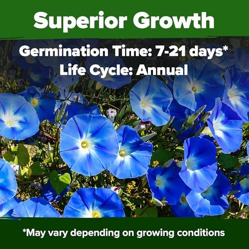 HOME GROWN Heavenly Blue Morning Glory Seeds, 150 Seeds, Ipomoea tricolor - Image 2