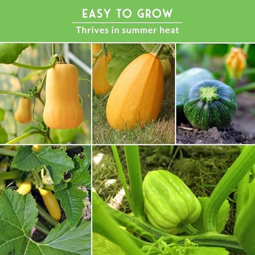 Squash Seeds Collection for Planting - Image 4