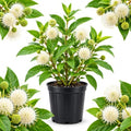 Buttonbush Live Plant, Native Buttonbush 12-18 Inch Tall in 4" Pot by GINGERGLOW