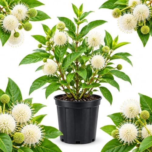 Buttonbush Live Plant, Native Buttonbush 12-18 Inch Tall in 4" Pot by GINGERGLOW