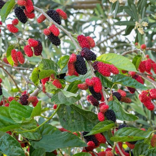 Dwarf Mulberry Tree Live Plant, 5-8" Mulberry Starter Plant - Image 3