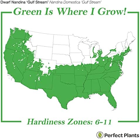 Perfect Plants Gulfstream Nandina Shrub, 1 Gallon, Live Plant - Image 3