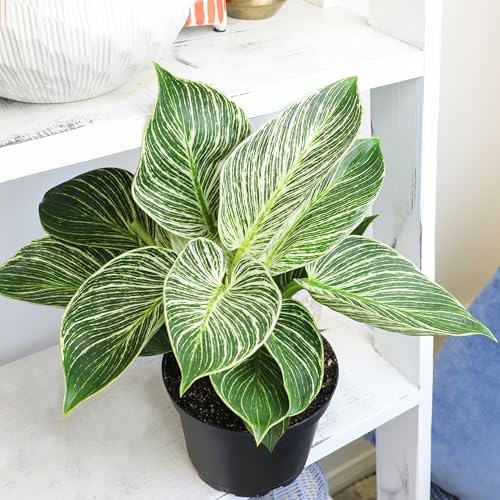 Live Philodendron Birkin Plant, 6 in. Pot, Easy Variegated Indoor Plants - Image 2