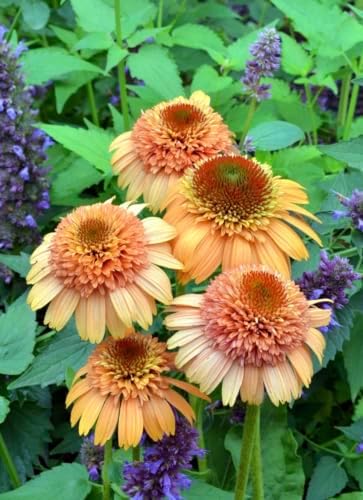 Cantaloupe Supreme Coneflower Live Plant – Echinacea purpurea – Peach-Orange Flowering Native Perennial – Pollinator Friendly – 2.5 Inch Pot by Japanese+Maples+and+Evergreens