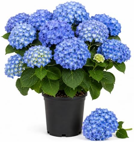 Blue Hydrangea Live Plant, Perennial Flowering Bush, 4-7'' Tall, 2.5'' Pot by GardenNurserySince1996
