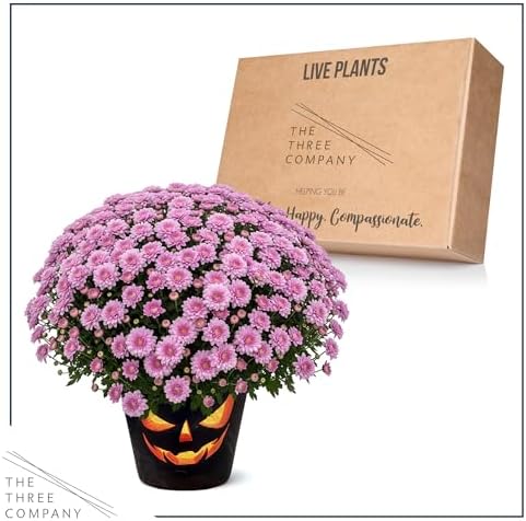 Chrysanthemum (Jack O' Lantern Deco Pot), Pink Blooms, Live Fall Flowering Perennial, 15" Tall by 12" Wide in 3 Qt Pot - Image 6