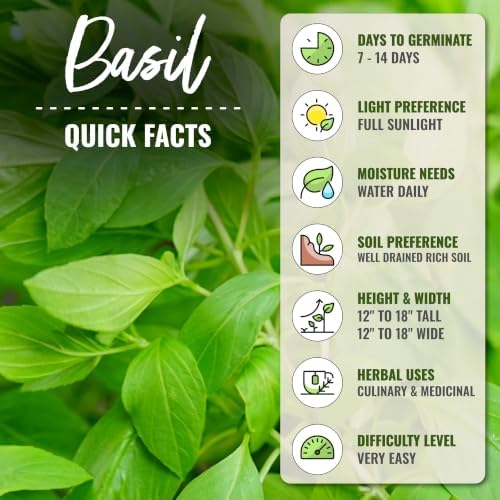 Seed Needs Lemon Basil Seeds to Plant an Herb Garden - 2 Packs - Image 4