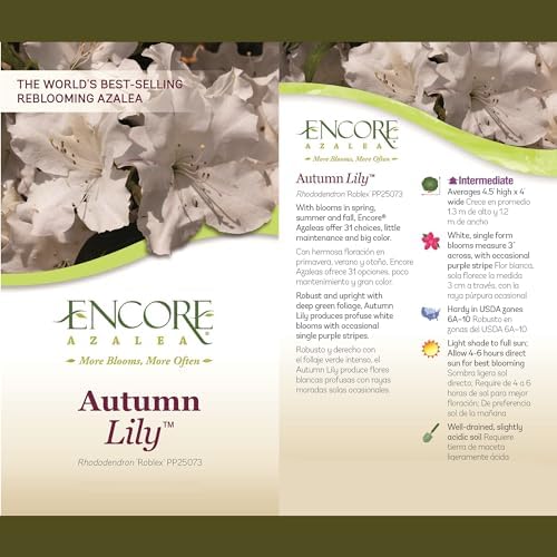 2g Encore Azalea Autumn Lily Shrub - Image 4