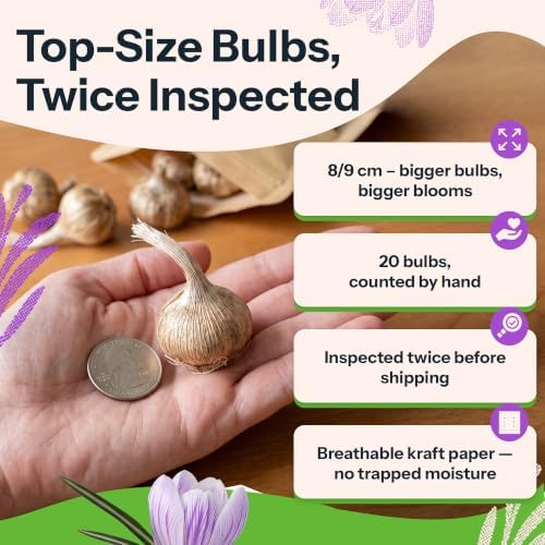 20 Large Flowering Crocus Flower Bulbs Blue Moon Mixture - Image 3