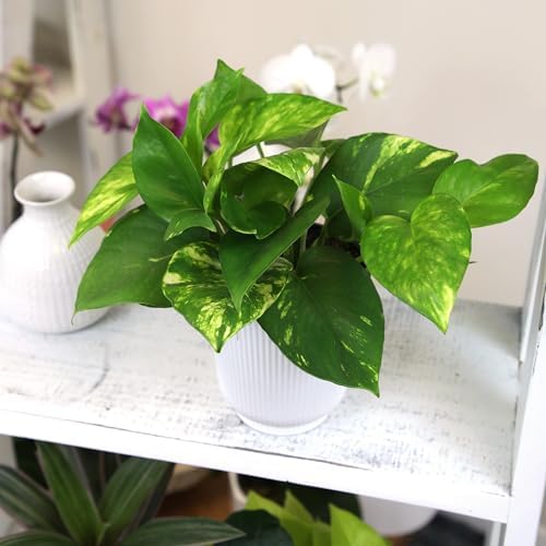 Golden Pothos Plant Live House Plant Live Plants, Trailing Plants Live Houseplants, Golden Pothos Live Plant Houseplant, Live Pothos Devils Ivy Live Plant Money Plant Indoor Plants by Plants for Pets - Image 7