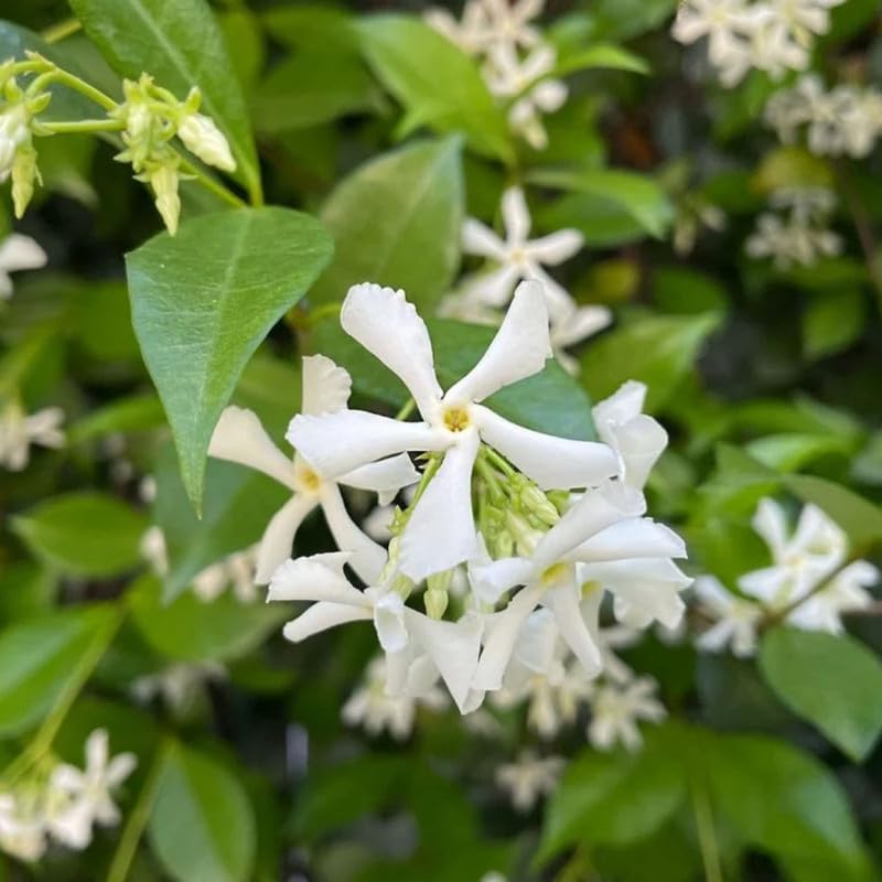 Climbing Star Jasmine Live Plant, 4-7" Tall - Image 3