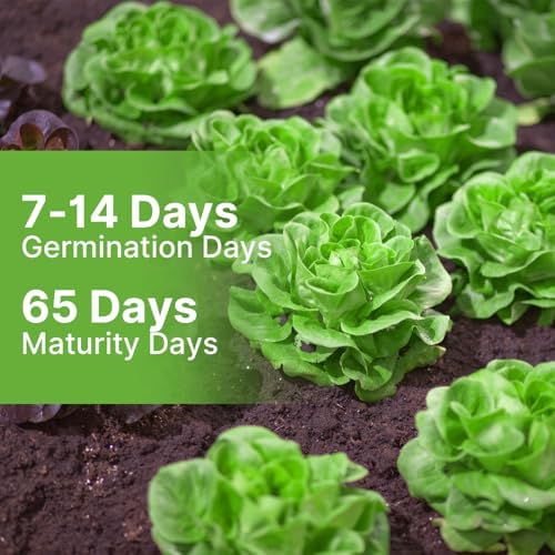 Groundio Buttercrunch Lettuce Seeds, Heirloom Non GMO Vegetable Seeds for Planting Outdoor, Indoor & Hydroponic, Garden Green Leaf Seeds for Salad - Image 4