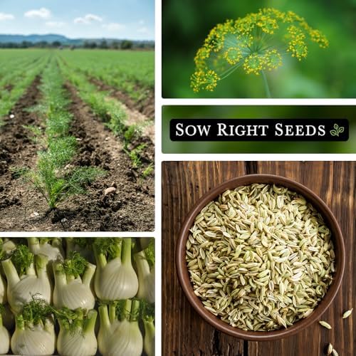 Sow Right Seeds-Florence Fennel Seed for Planting Perennial Herb Garden 2pk - Image 4